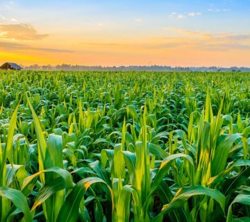 Replacement 1 360x320